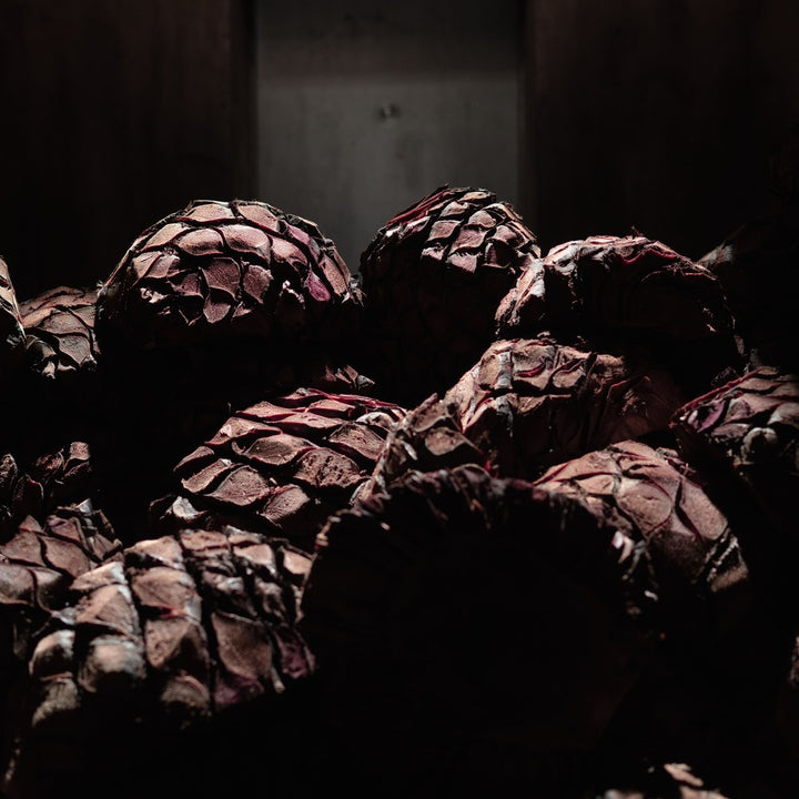 Agave piñas en horno
